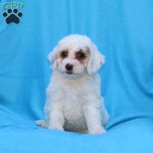 Sugar, Cockapoo Puppy